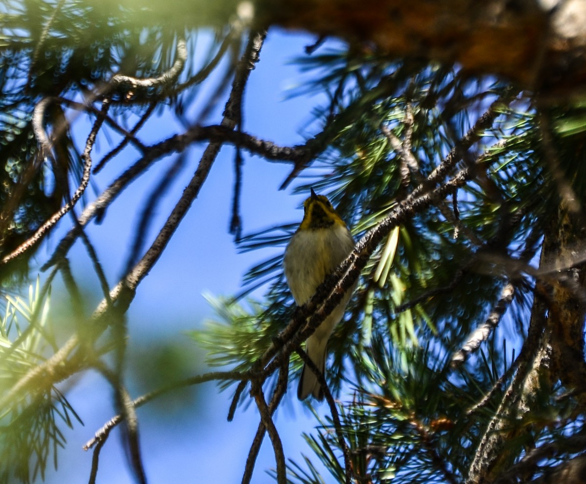 Hermit Warbler - ML130051501