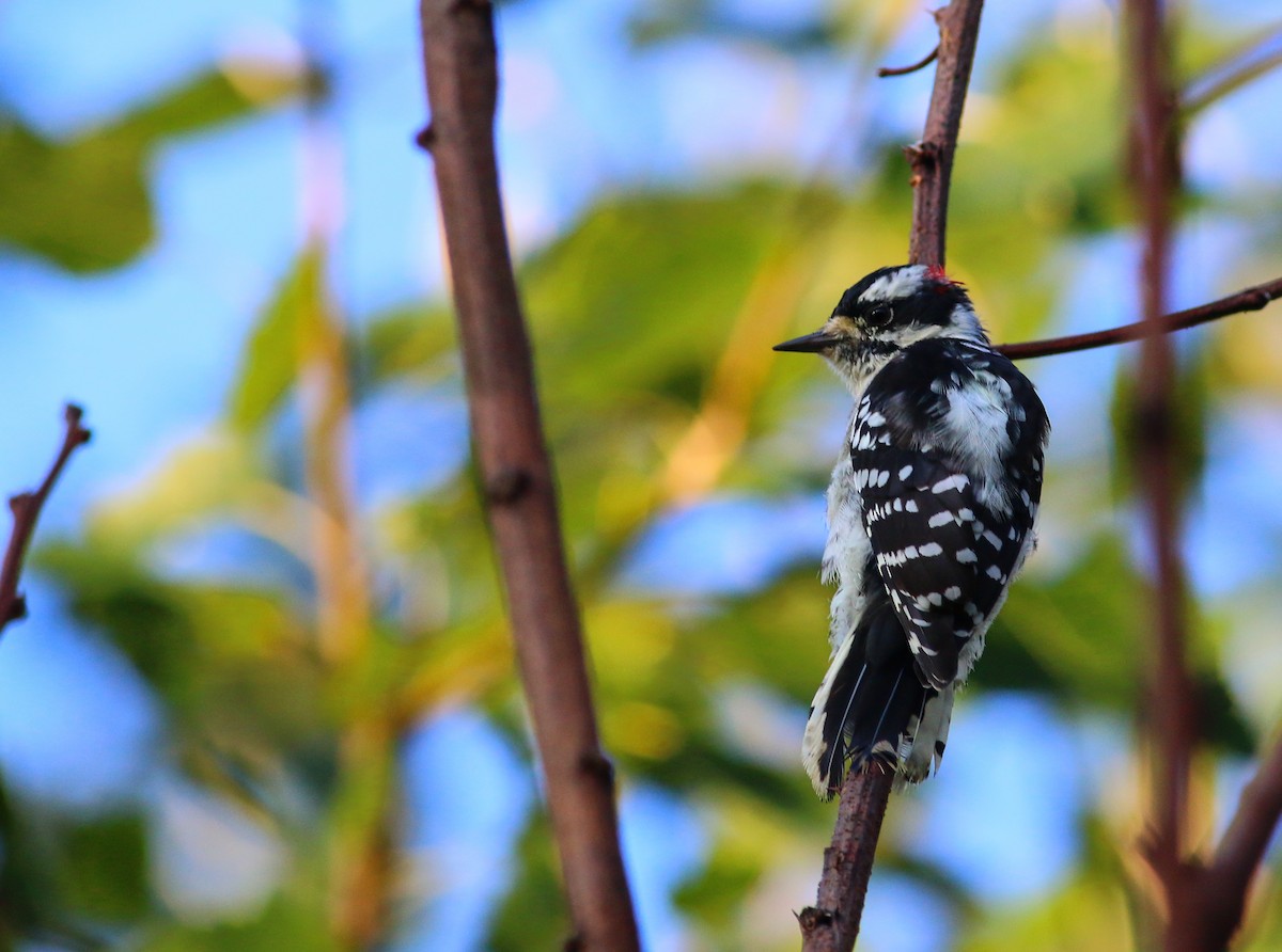 Downy Woodpecker - Chris McCreedy - no playbacks