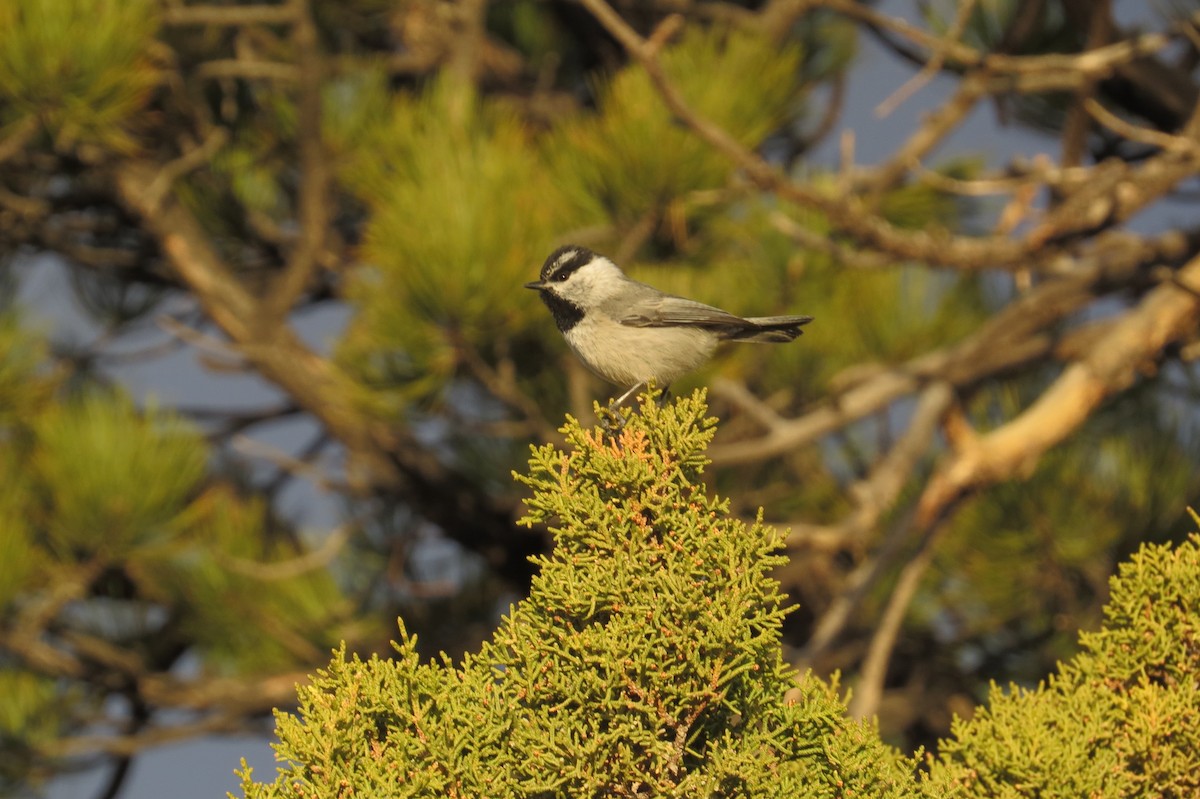 Mountain Chickadee - ML130052461