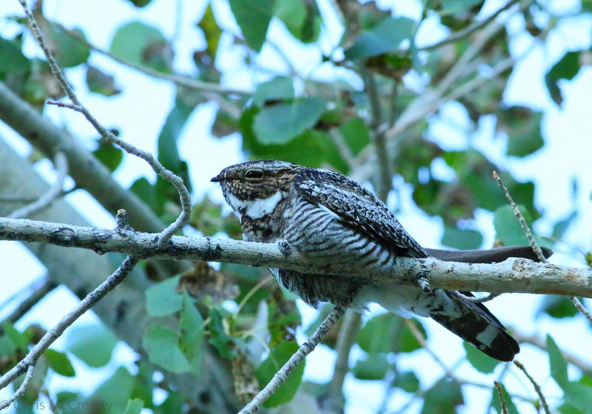 Common Nighthawk - Chris McCreedy - no playbacks