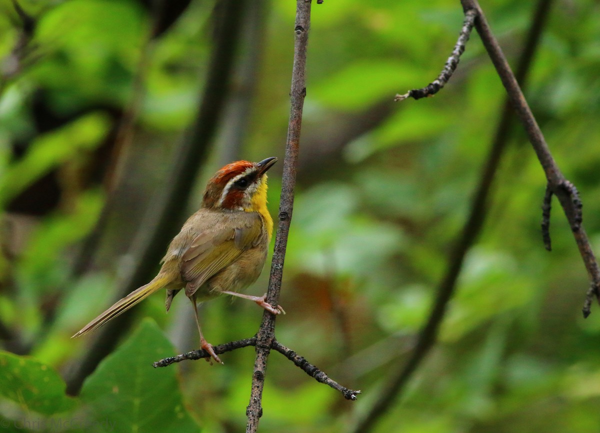 Rufous-capped Warbler - ML130055721
