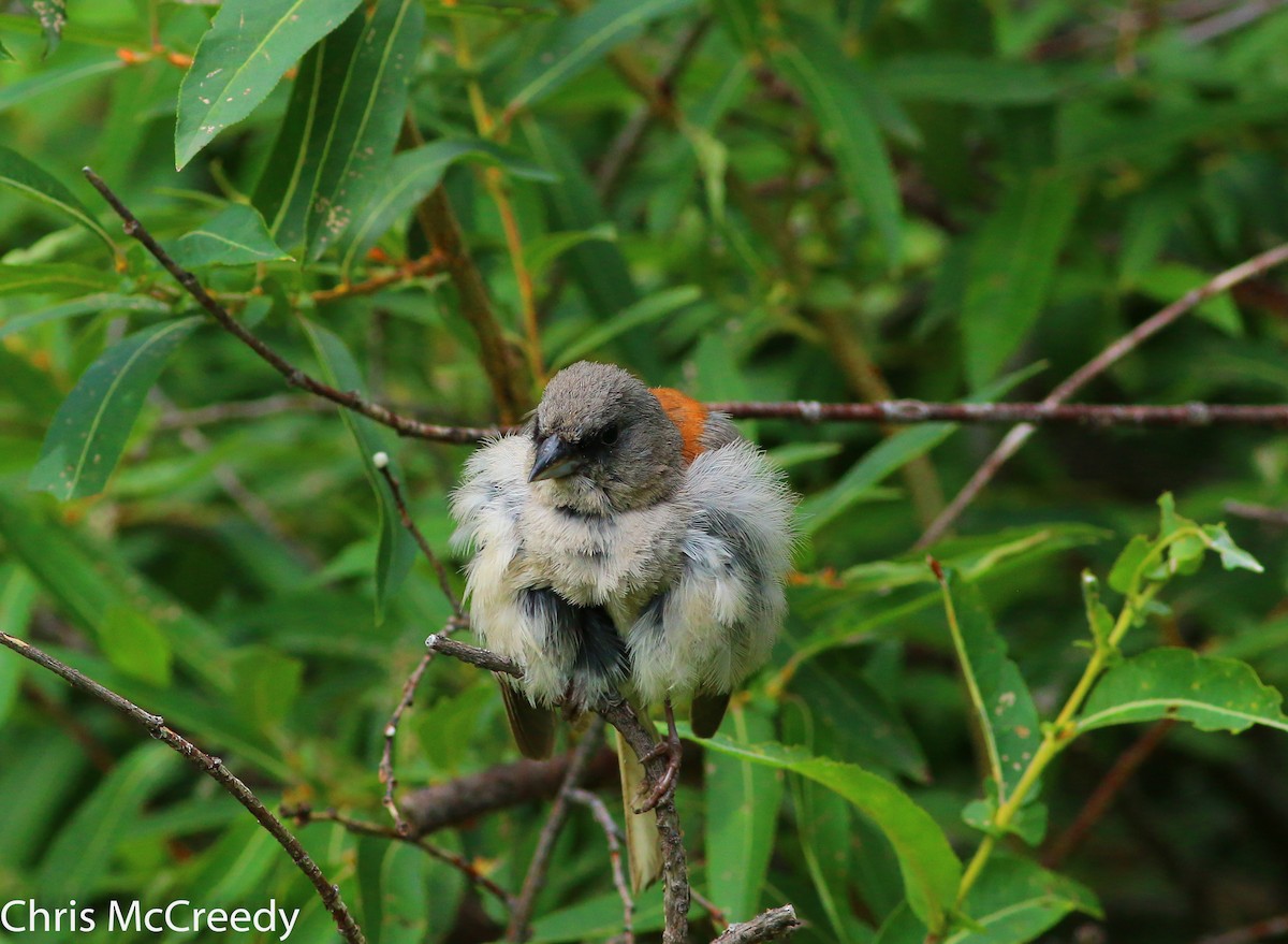 Dark-eyed Junco (Red-backed) - Chris McCreedy - no playbacks