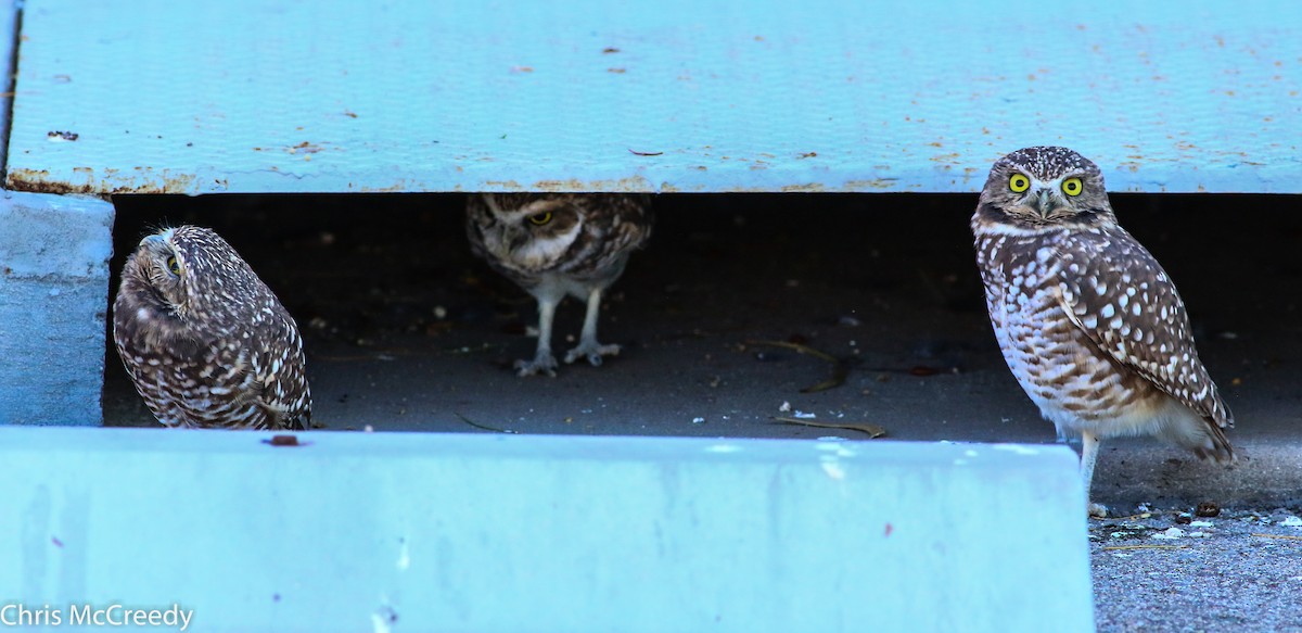 Burrowing Owl - ML130056151