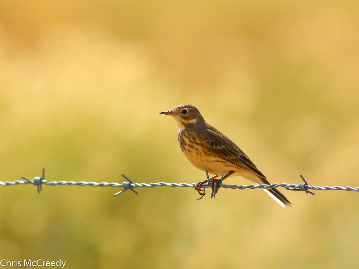 Pipit d'Amérique - ML130056221