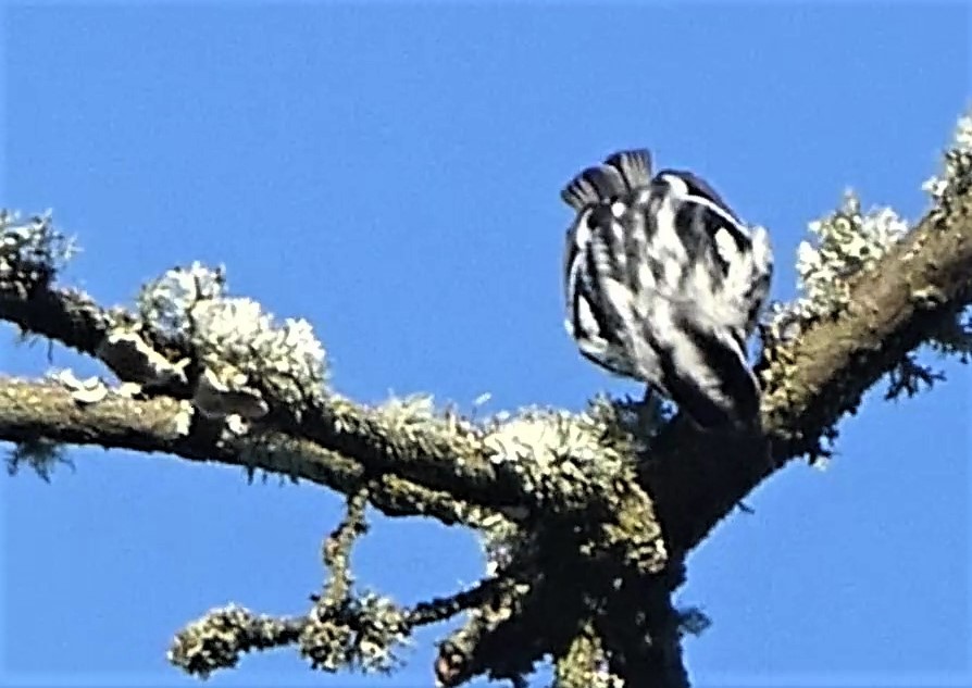 Black-and-white Warbler - ML130056471