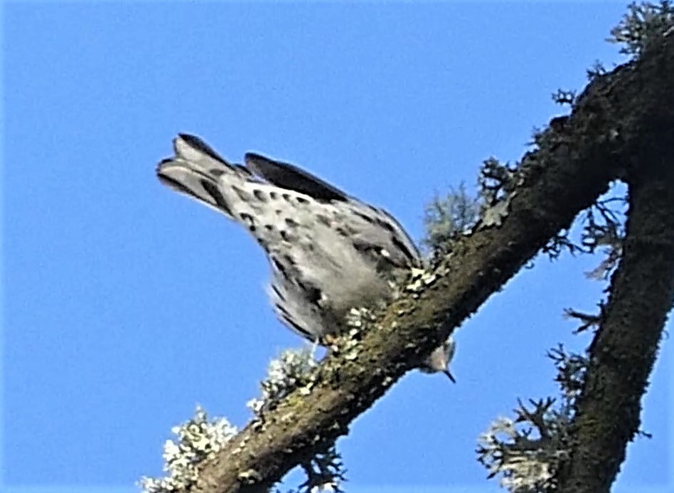 Black-and-white Warbler - ML130056481