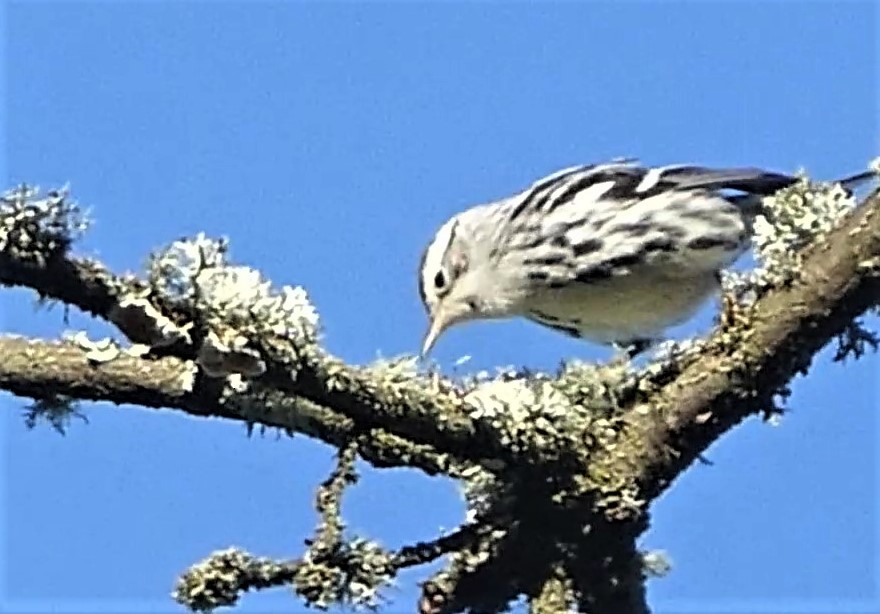 Black-and-white Warbler - ML130056491