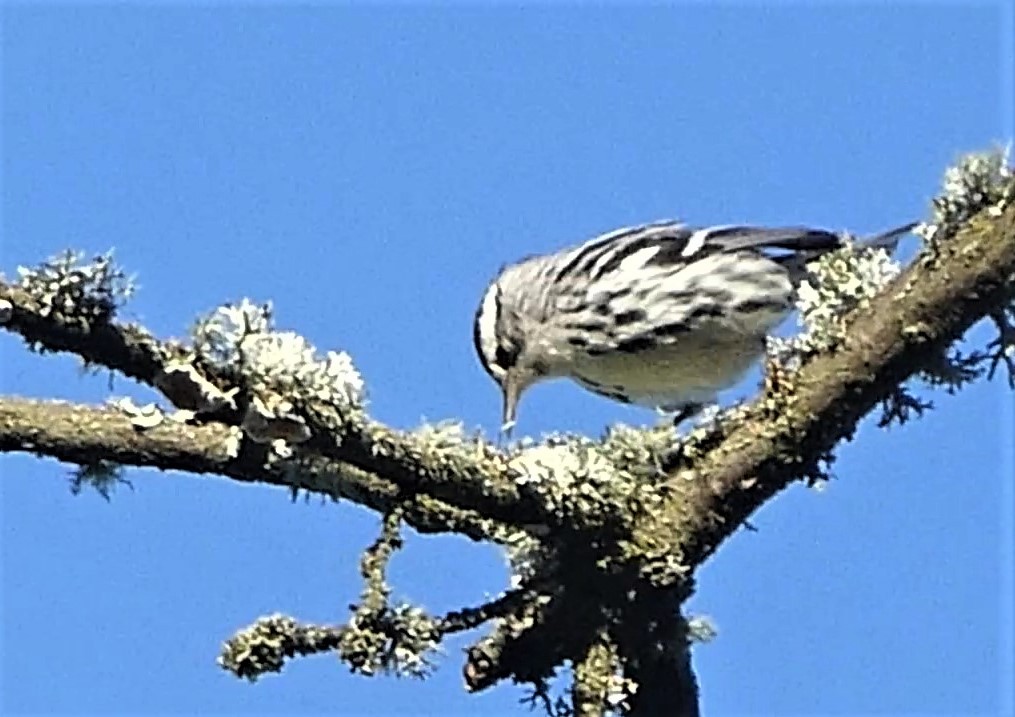 Black-and-white Warbler - ML130056501