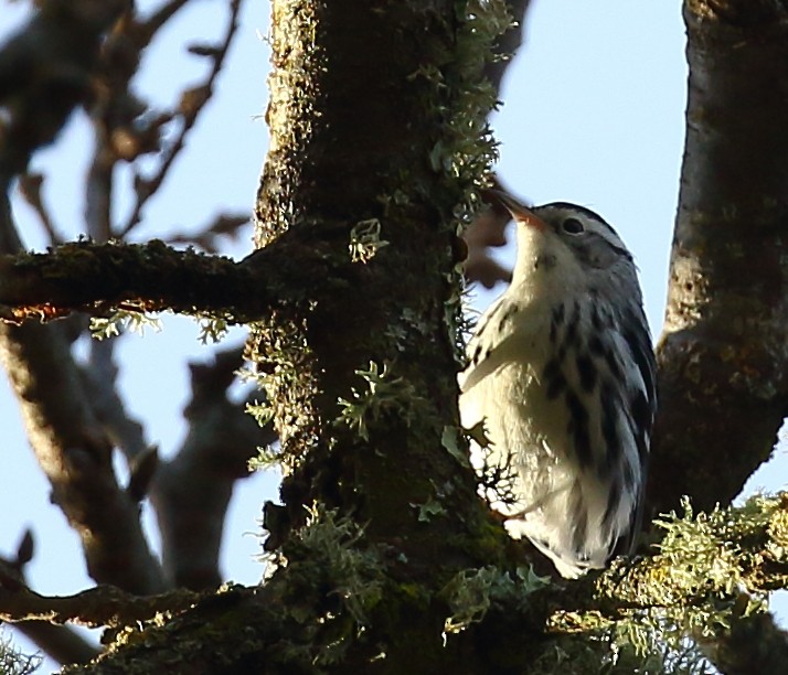 Black-and-white Warbler - ML130056651