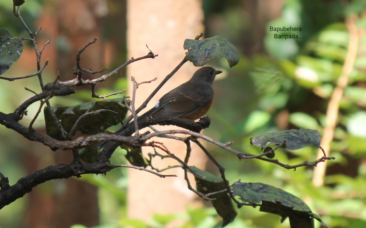 White-rumped Shama - ML130056861