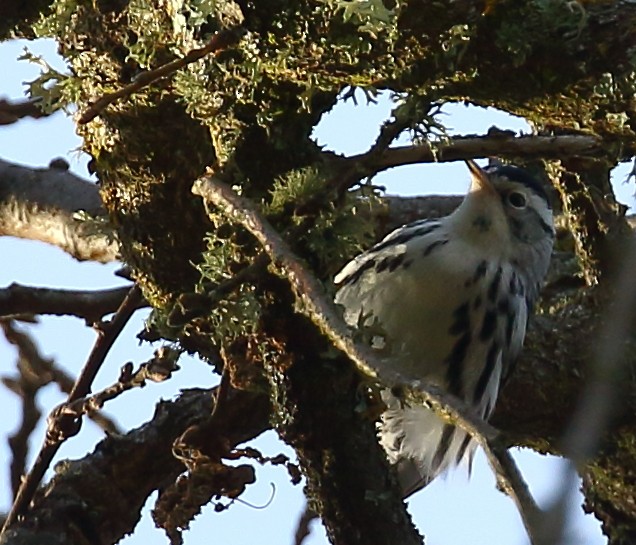 Black-and-white Warbler - ML130056961