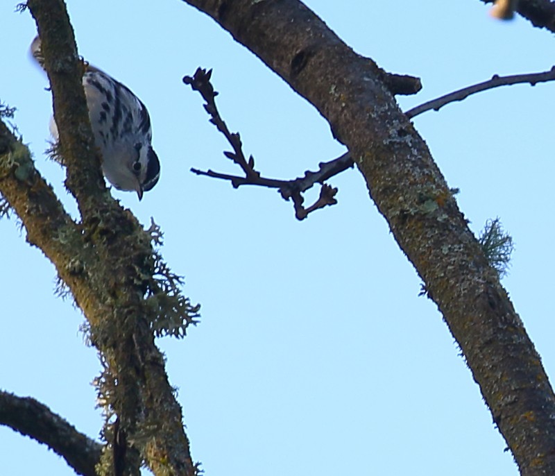 Black-and-white Warbler - ML130057111