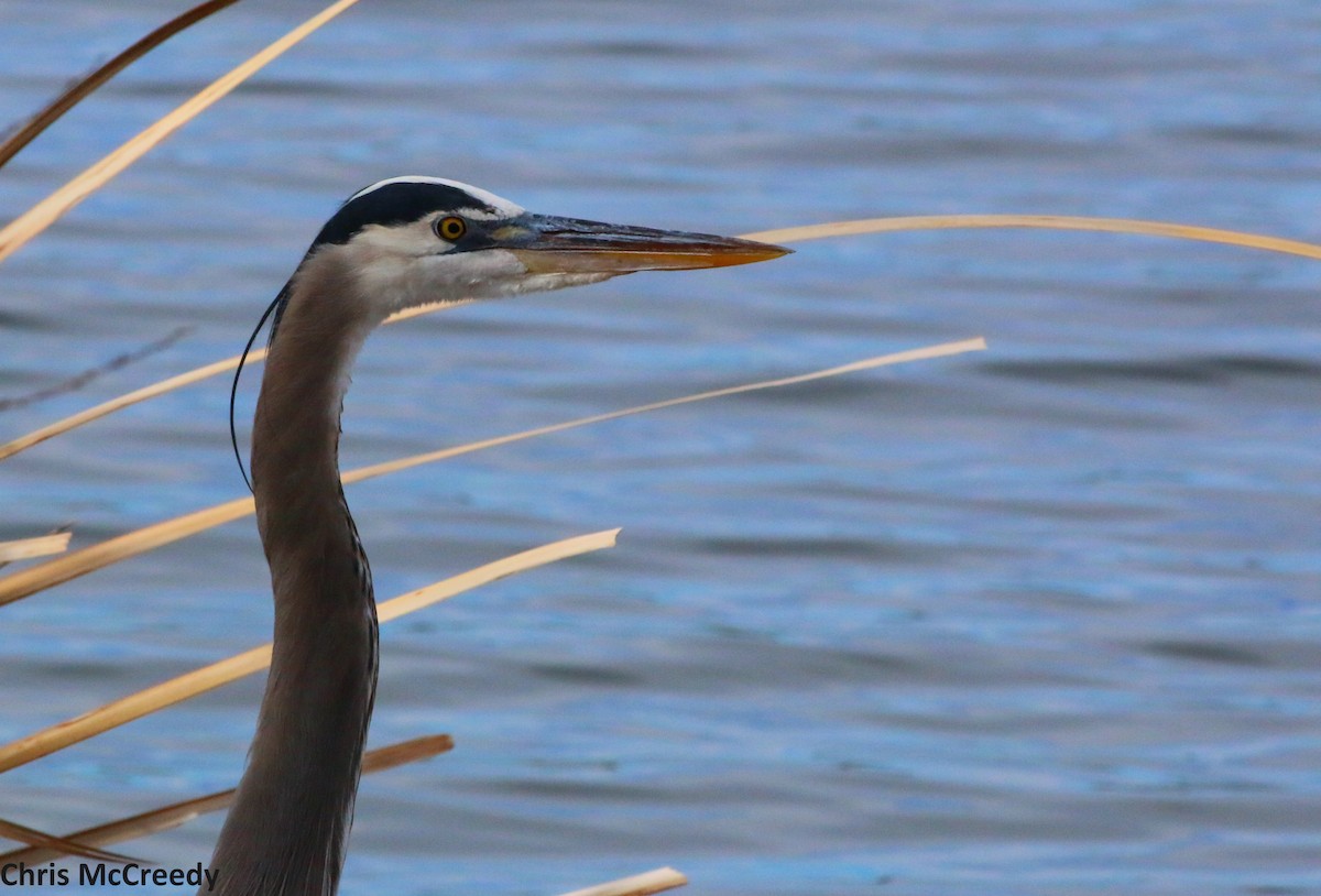 Great Blue Heron - Chris McCreedy - no playbacks