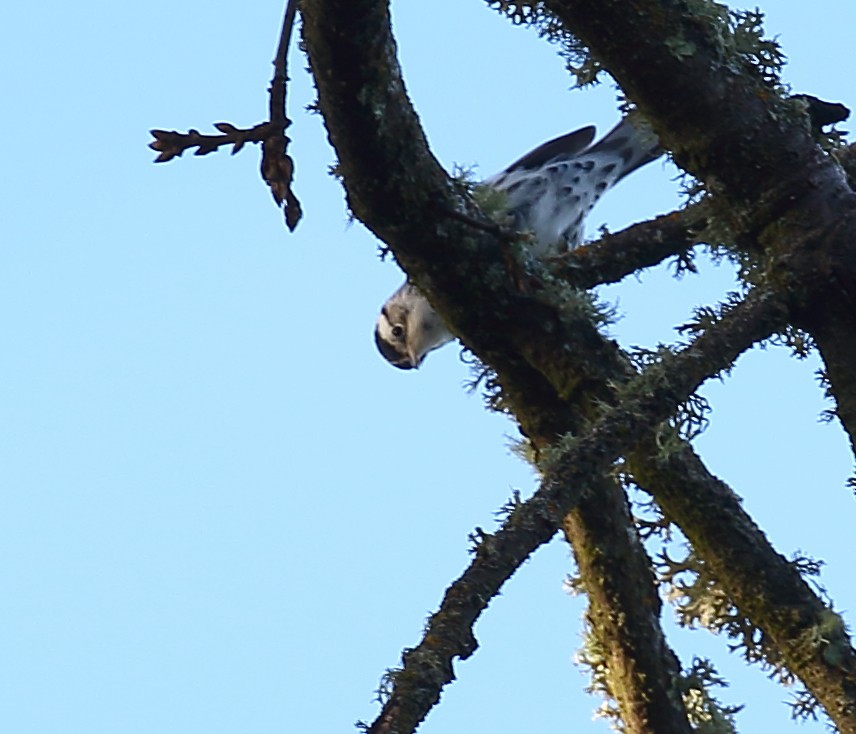 Black-and-white Warbler - ML130057291