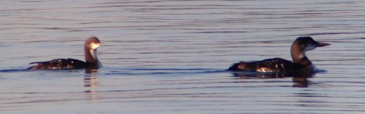 Pacific Loon - ML130062331