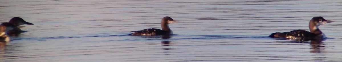 Pacific Loon - ML130062341