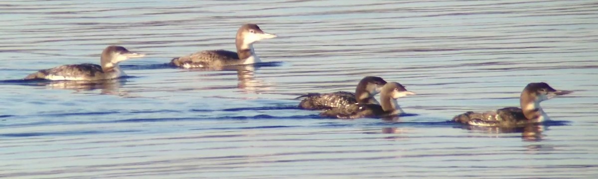 Pacific Loon - ML130062351