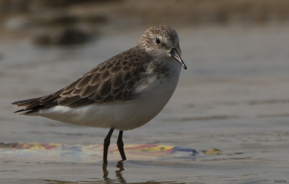 Little Stint - samarendra Chowdhury