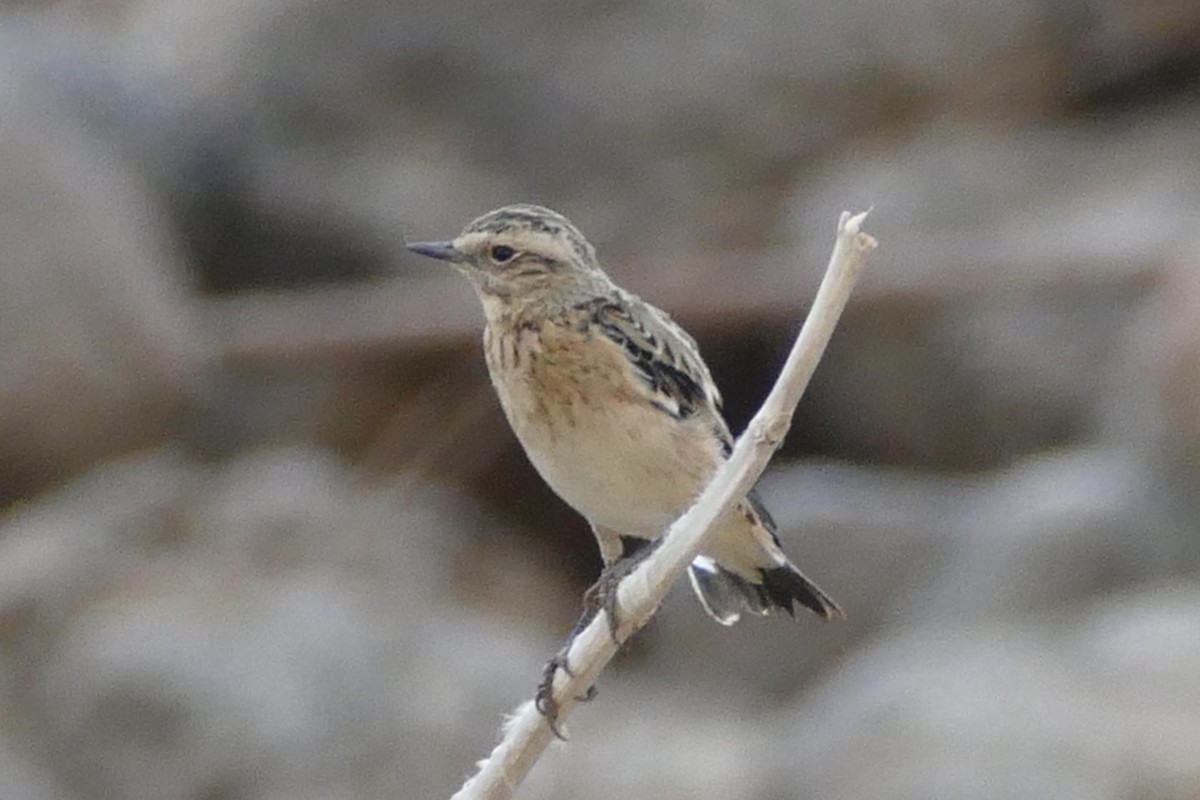 Whinchat - ML130064621