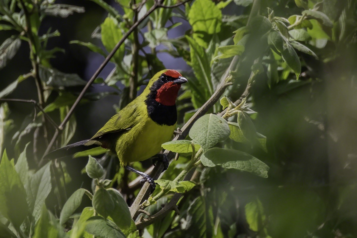 Doherty's Bushshrike - ML130064821