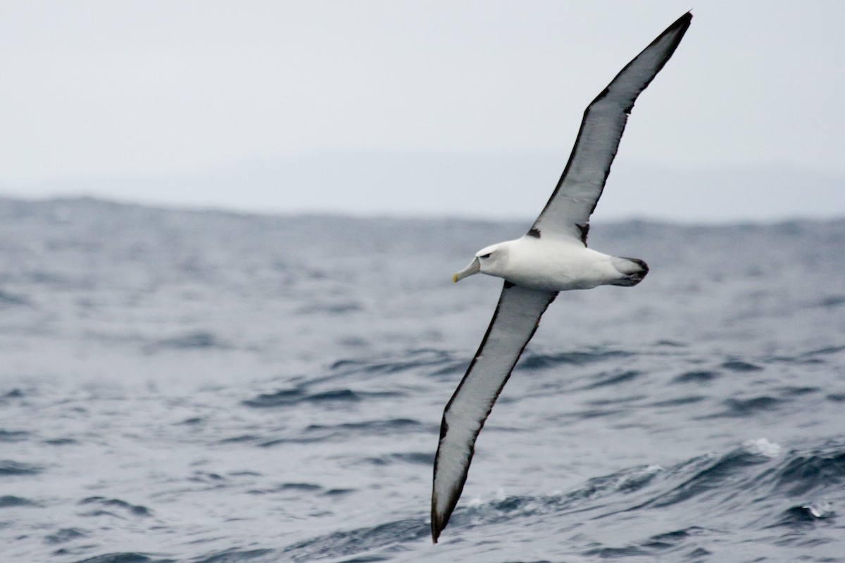 White-capped Albatross - ML130065141
