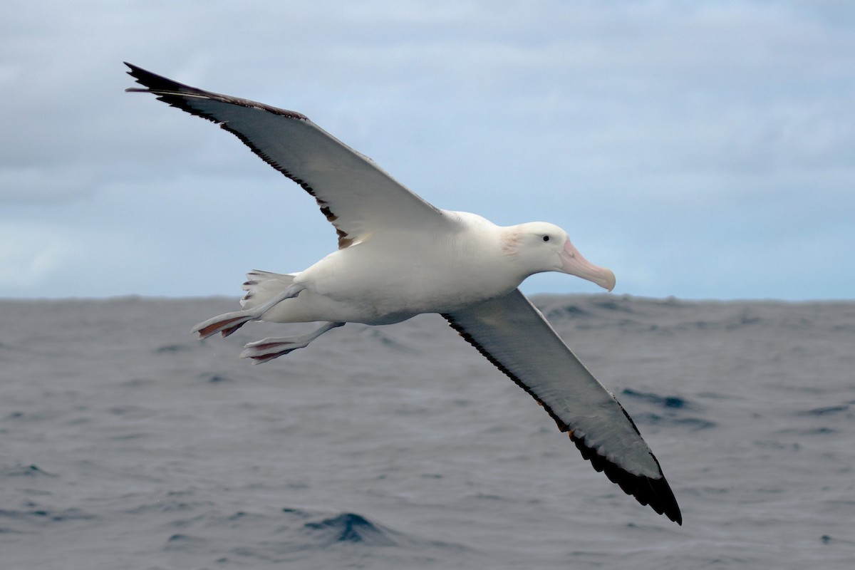 Albatros hurleur, A. de Tristan da Cunha ou A. des Antipodes - ML130065191