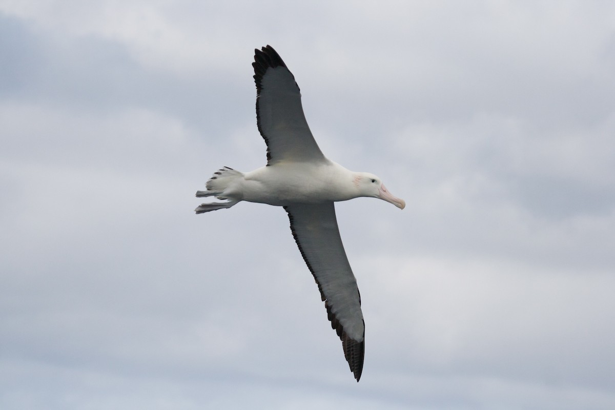 Albatros hurleur, A. de Tristan da Cunha ou A. des Antipodes - ML130065201
