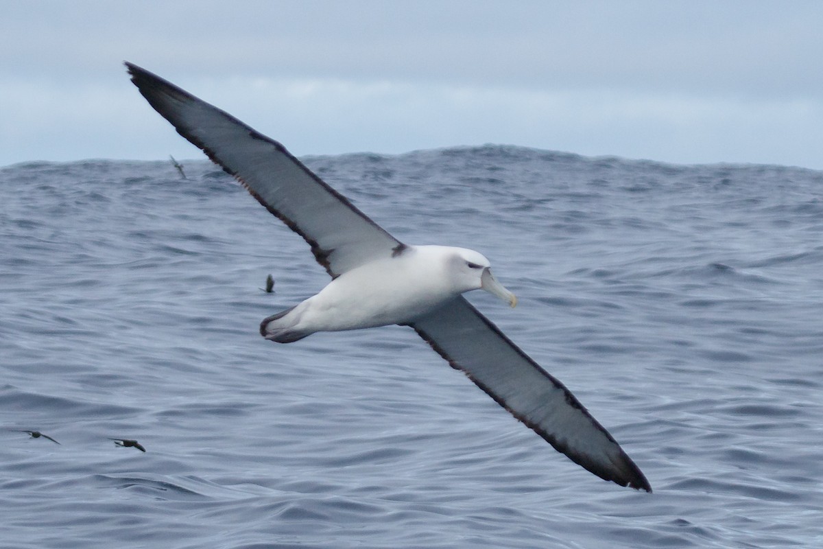 White-capped Albatross - ML130065271