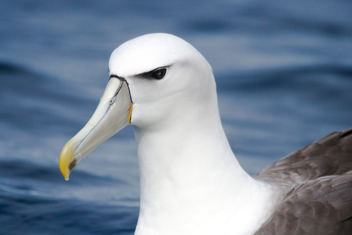 White-capped Albatross - ML130065281