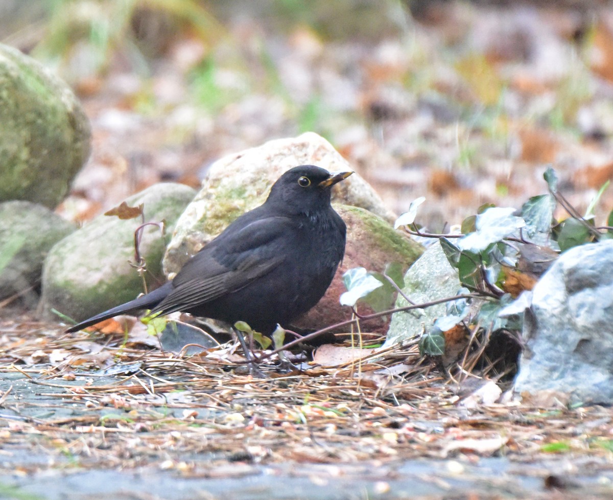 Eurasian Blackbird - ML130065441