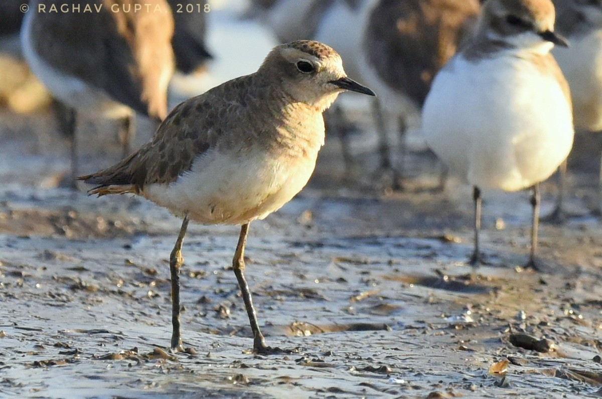 Caspian Plover - ML130065481