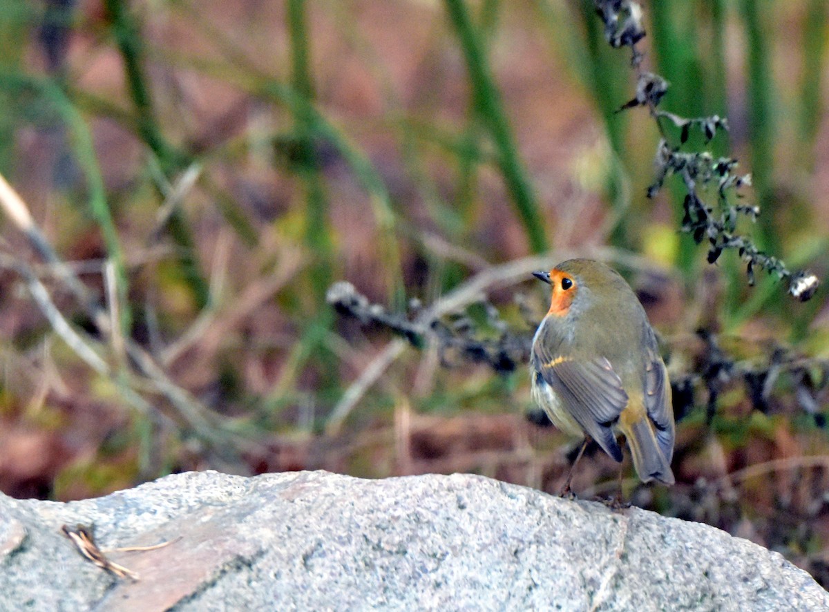 European Robin - brian waitkus