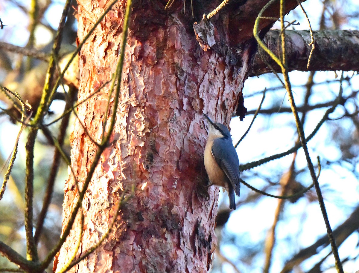 Eurasian Nuthatch - ML130066901