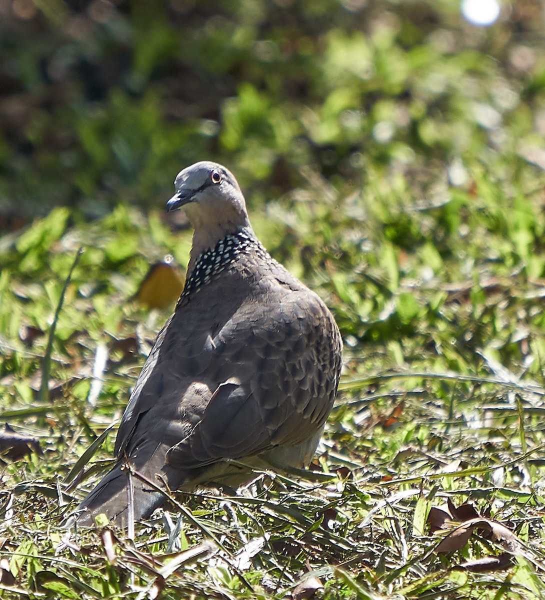 Spotted Dove - ML130067251