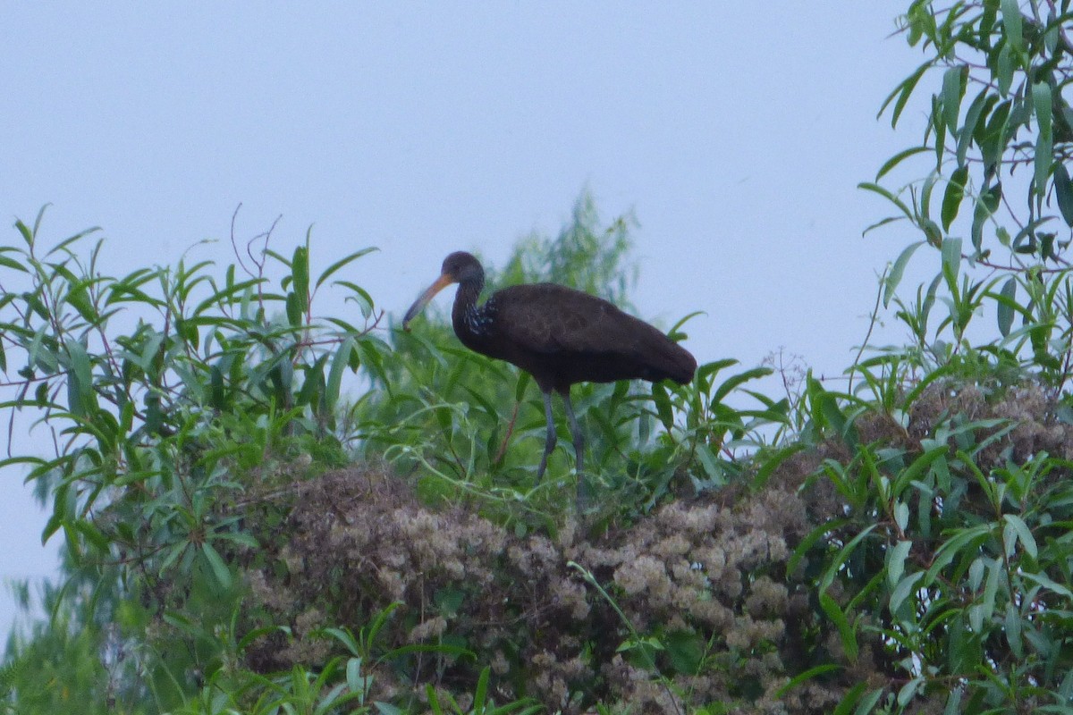 Limpkin - oscar vilches mendoza