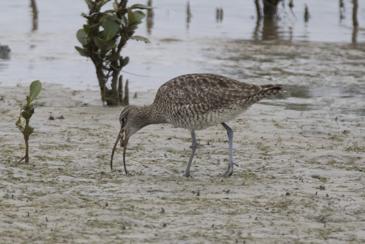 Whimbrel - John Cantwell