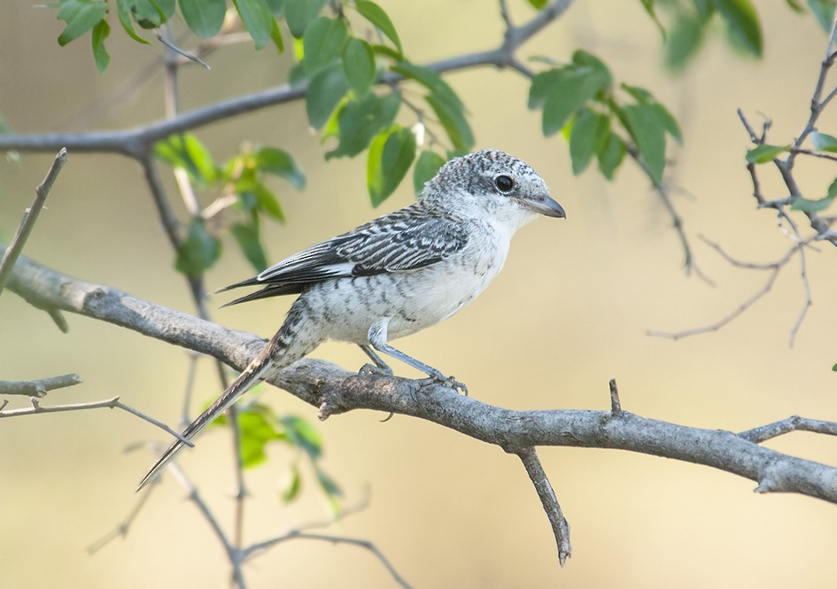 Masked Shrike - ML130068841