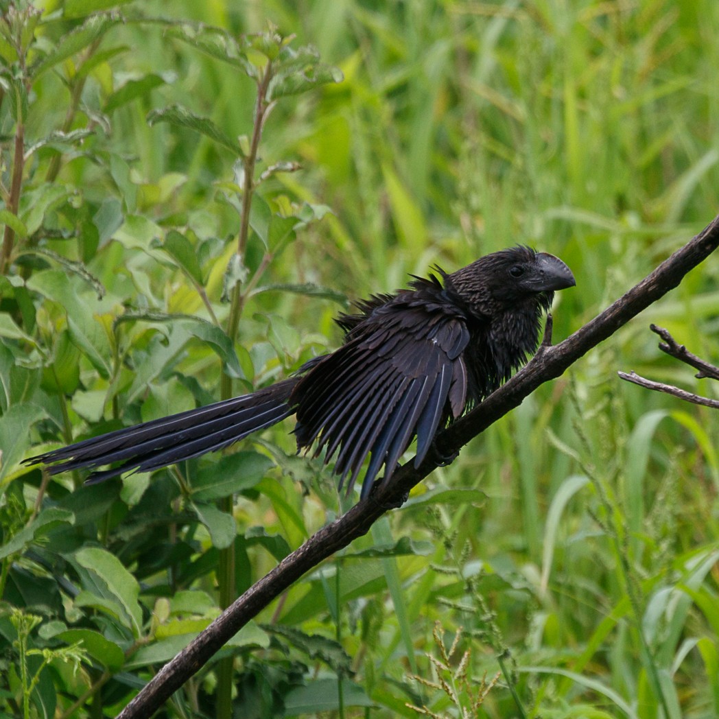 Smooth-billed Ani - Silvia Faustino Linhares