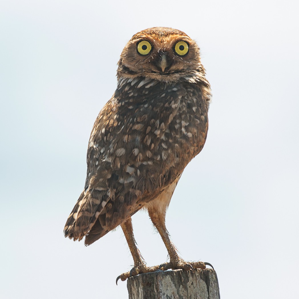 Burrowing Owl - ML130071181