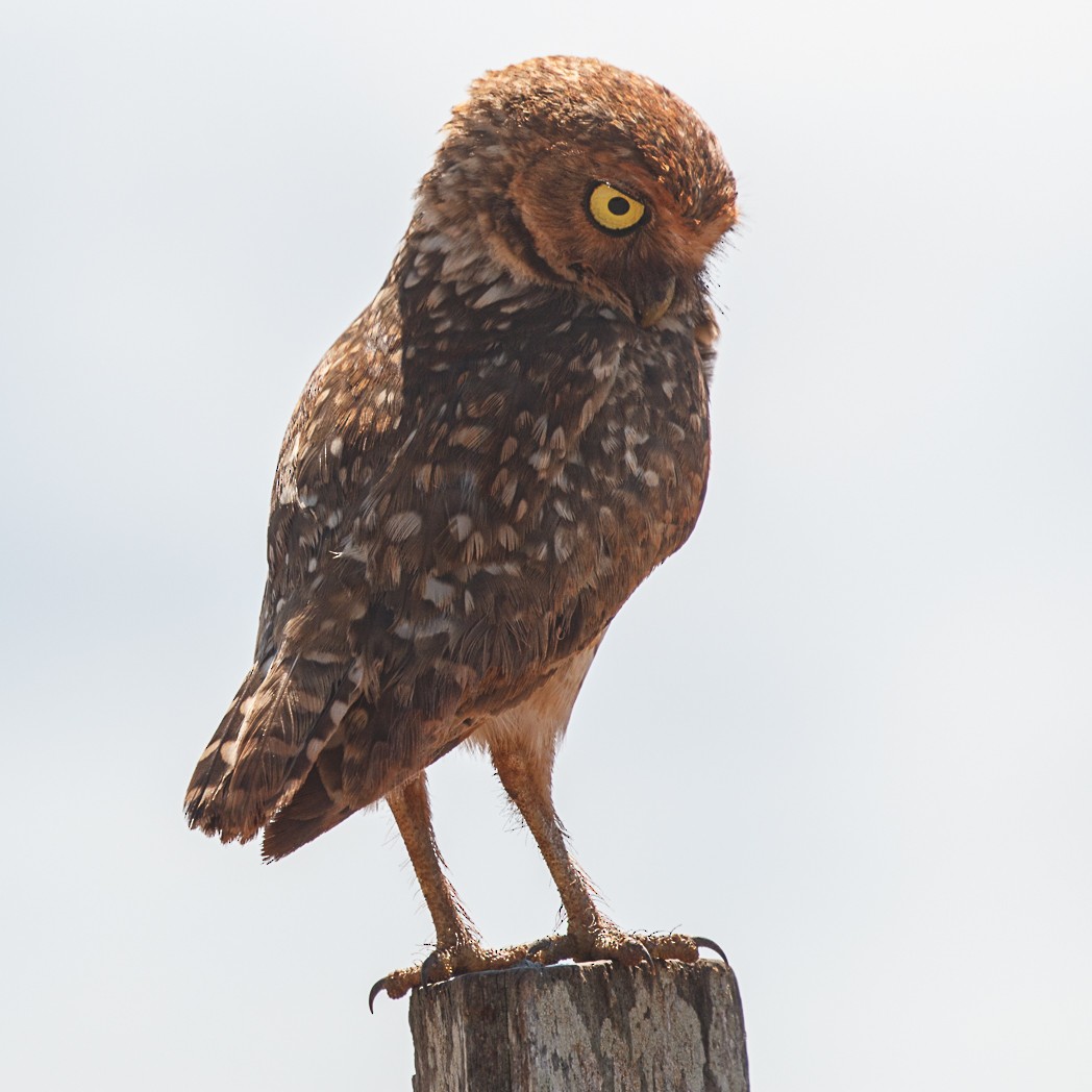 Burrowing Owl - ML130071191