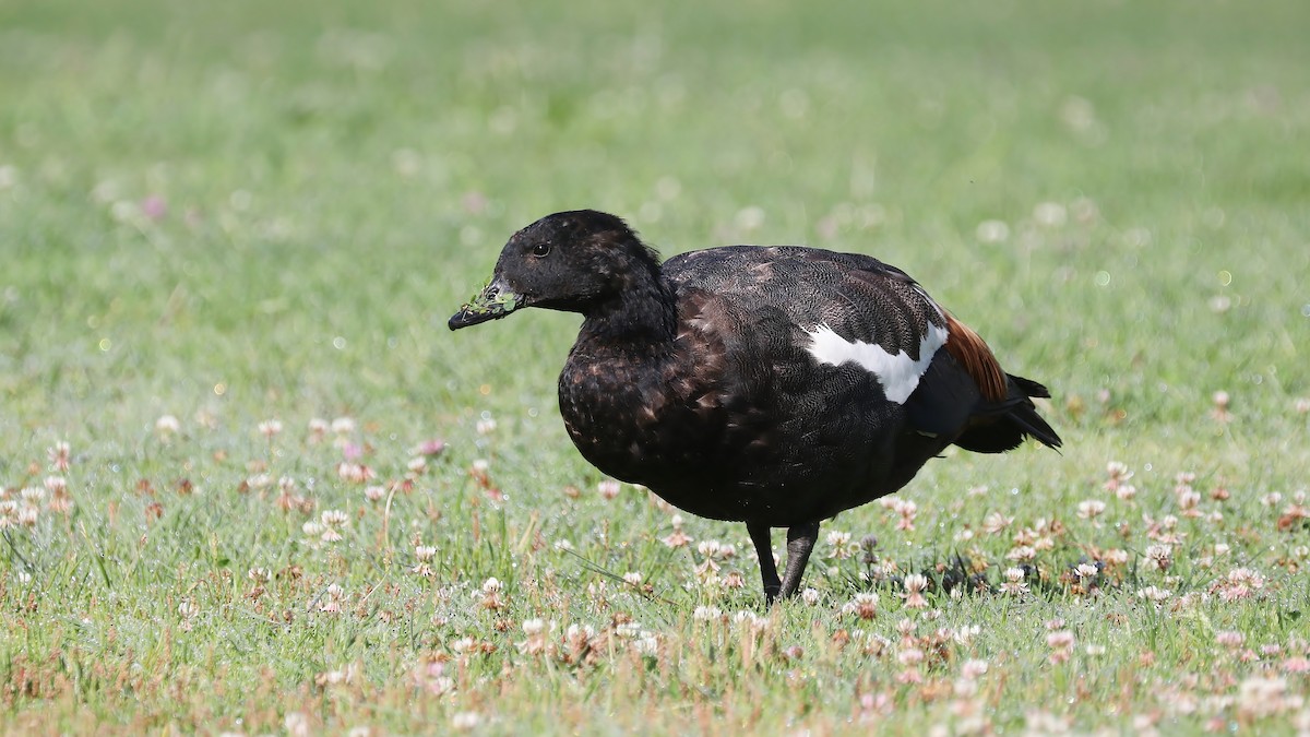 Paradise Shelduck - ML130072751