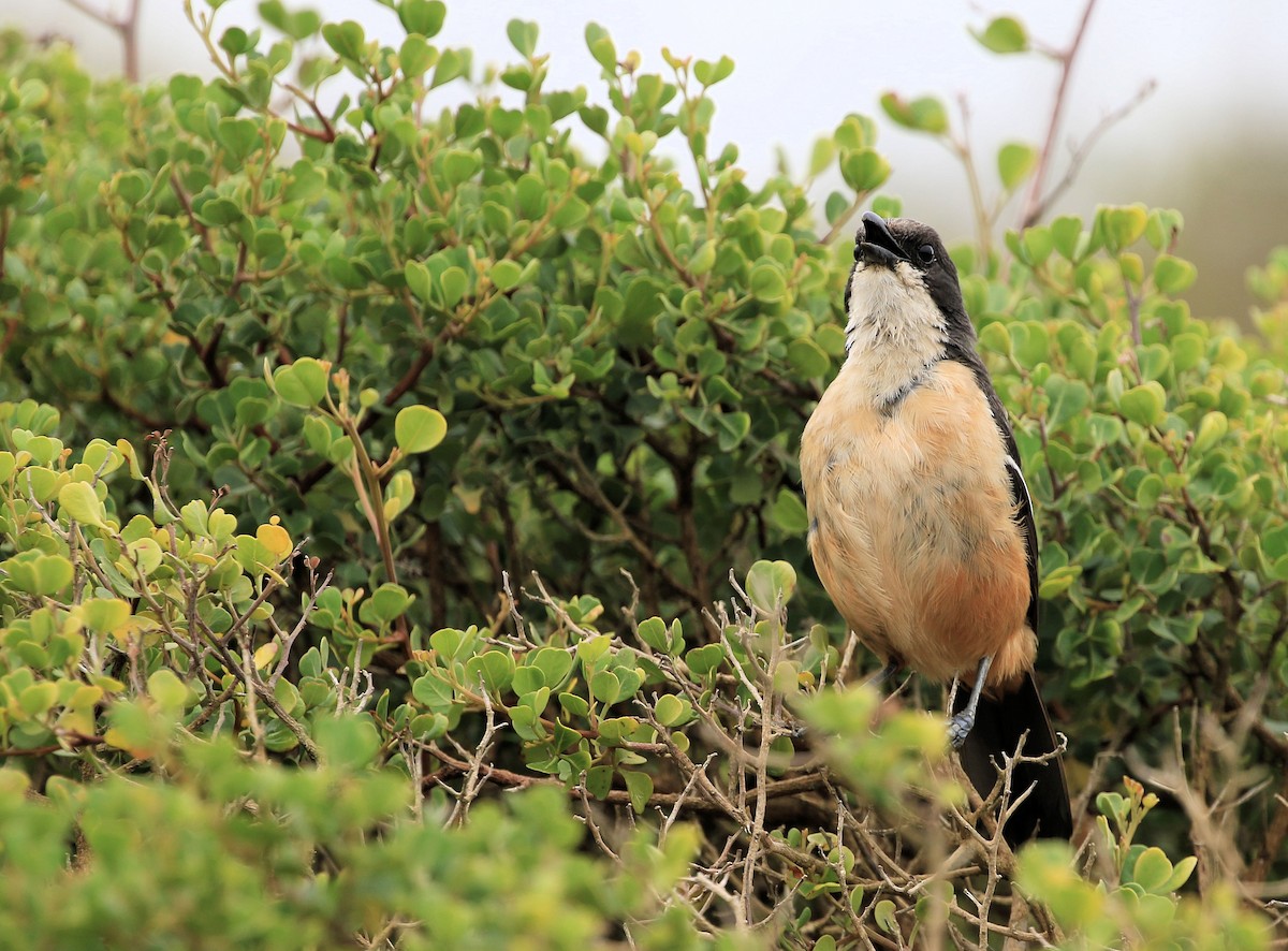 Southern Boubou - Patrick MONNEY