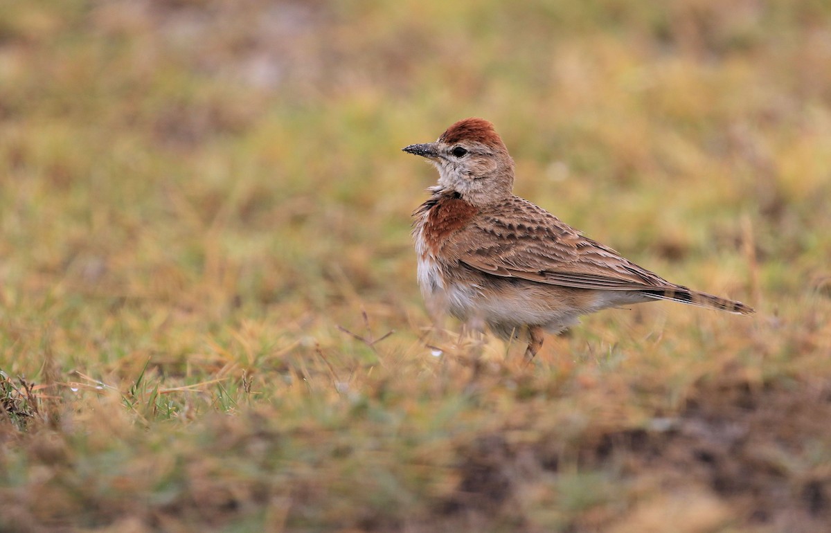 Red-capped Lark - ML130074671