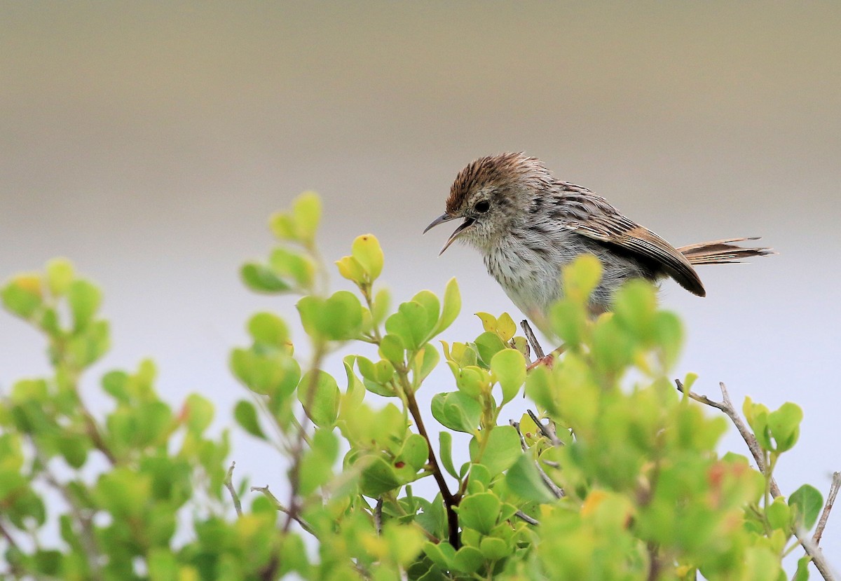 Red-headed Cisticola - ML130074691