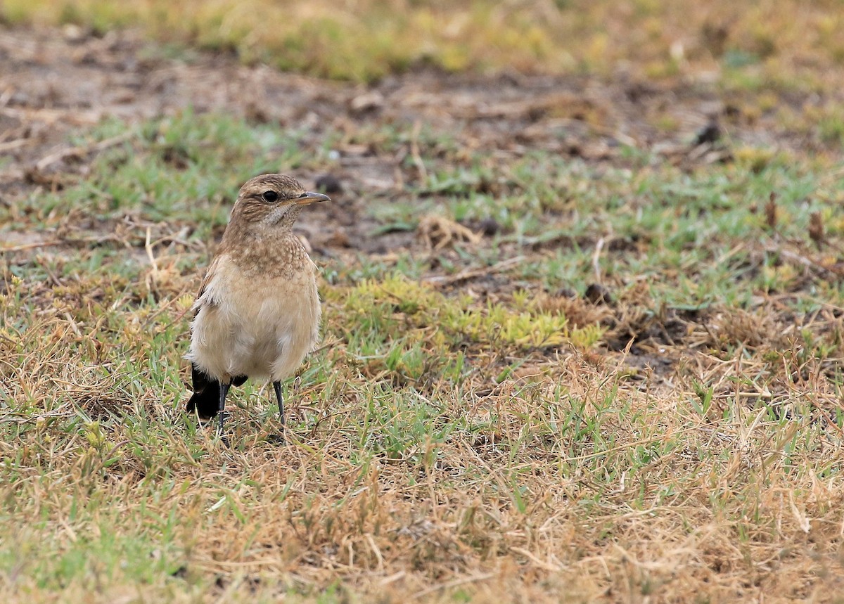 Capped Wheatear - ML130074751