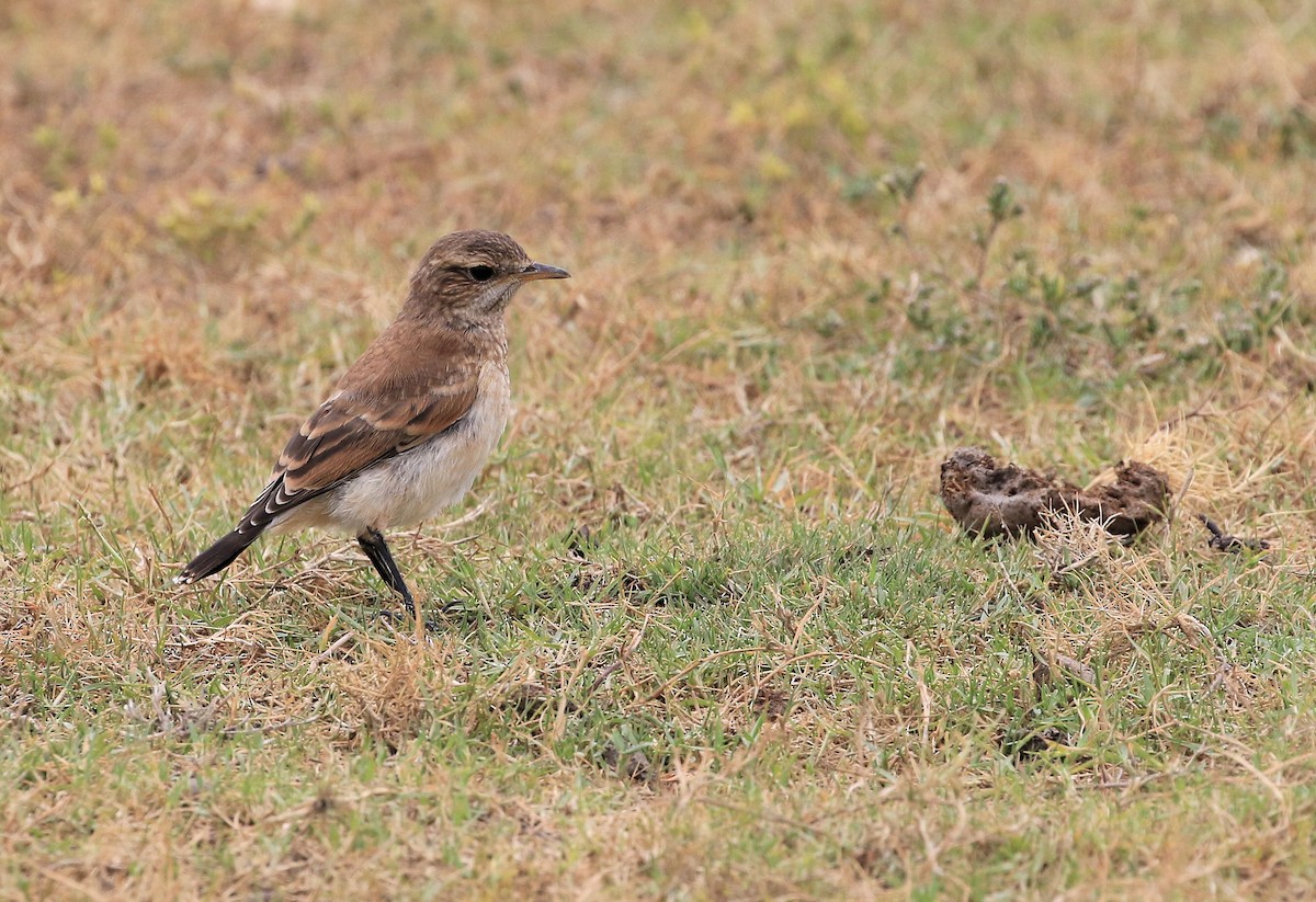 Capped Wheatear - ML130074771