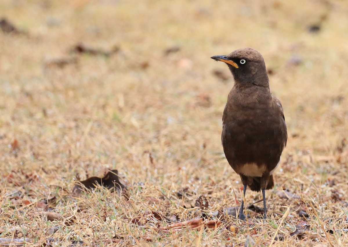 African Pied Starling - ML130074781