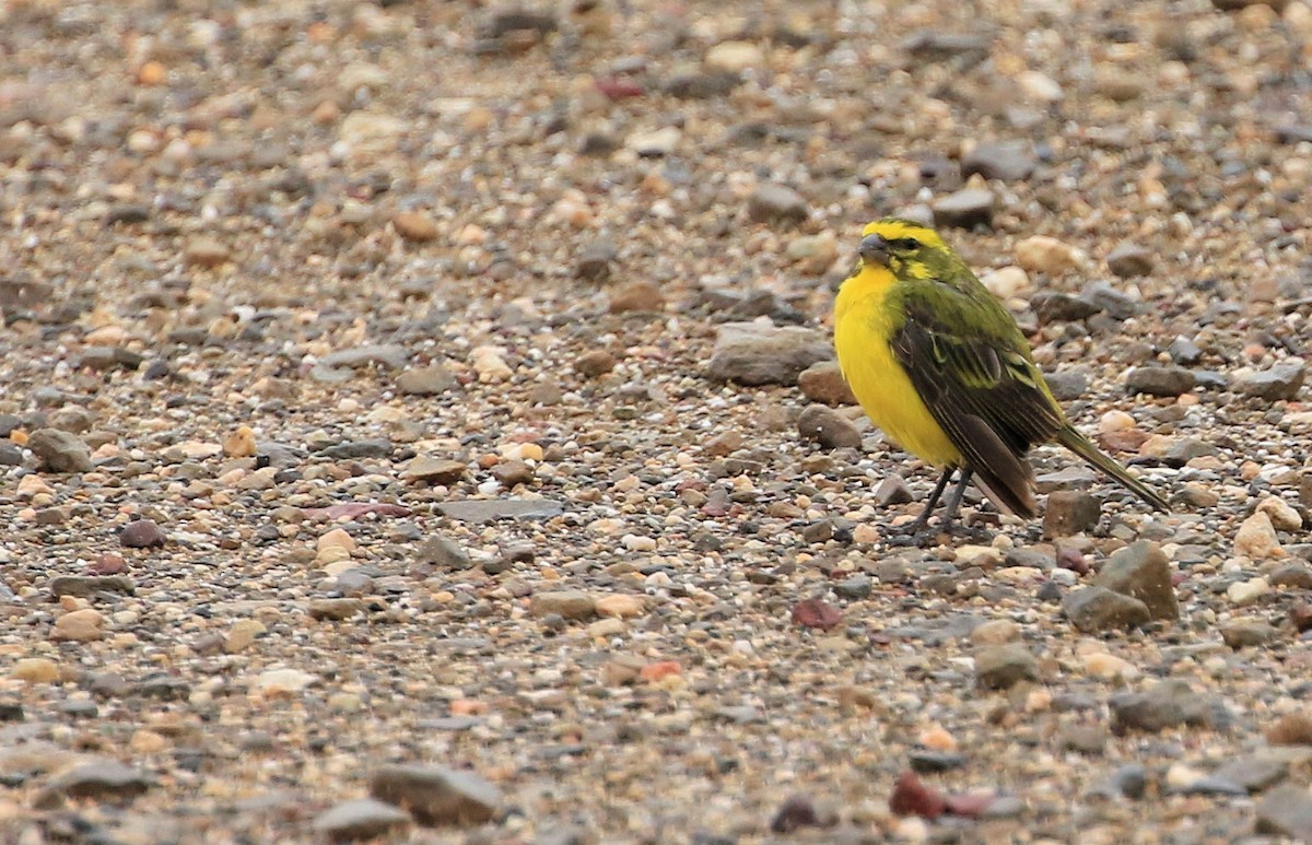 Brimstone Canary - ML130074821