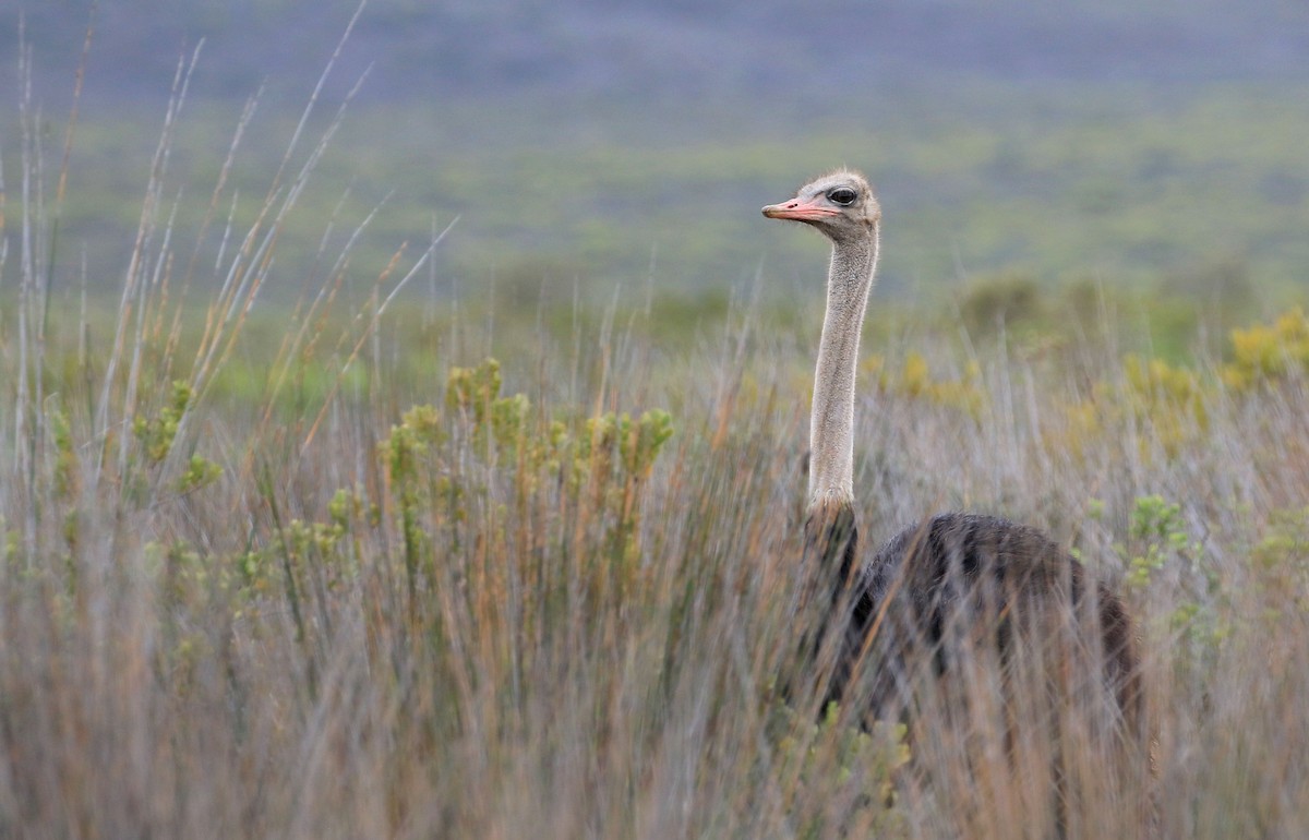 Common Ostrich - Patrick MONNEY