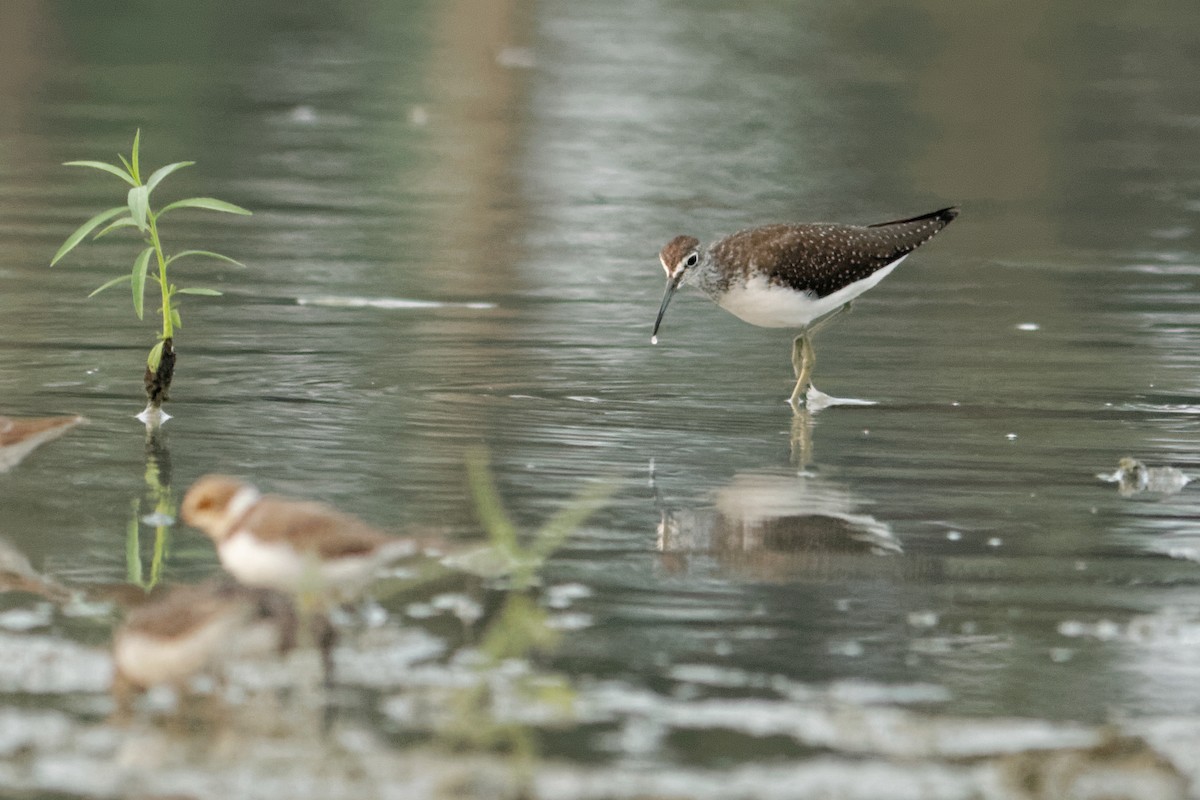 Waldwasserläufer - ML130075911